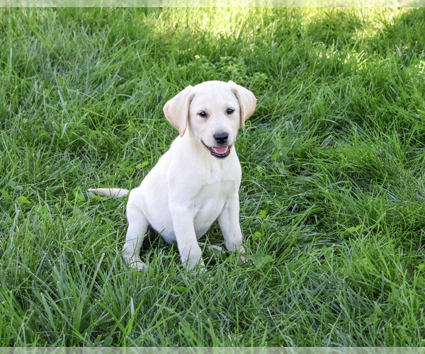 Medium Photo #6 Labrador Retriever Puppy For Sale in SYRACUSE, IN, USA