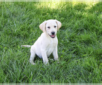 Rosco - Male Labrador Retriever Puppy for Sale - Photo #6