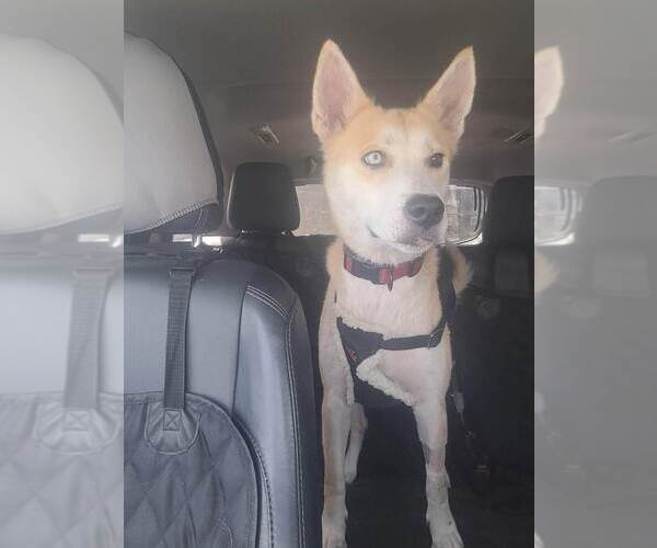 Medium Photo #5 Huskies -Unknown Mix Puppy For Sale in St. Augustine, FL, USA