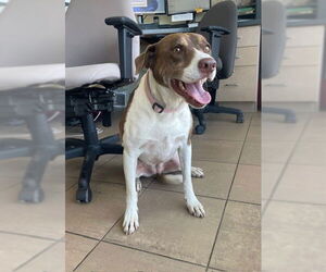 American Pit Bull Terrier-Labrador Retriever Mix Dogs for adoption in Lee's Summit, MO, USA