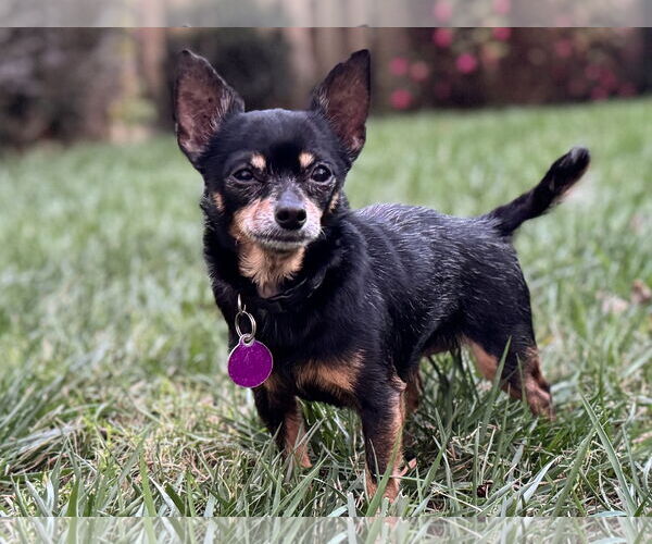 Medium Photo #2 Chihuahua Puppy For Sale in Cary, NC, USA