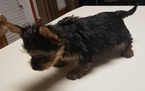 Small Photo #6 Yorkshire Terrier Puppy For Sale in SUWANEE, GA, USA