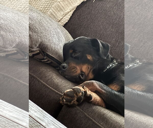 Medium Photo #8 Rottweiler Puppy For Sale in White Hall, AR, USA