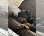 Small #7 Rottweiler
