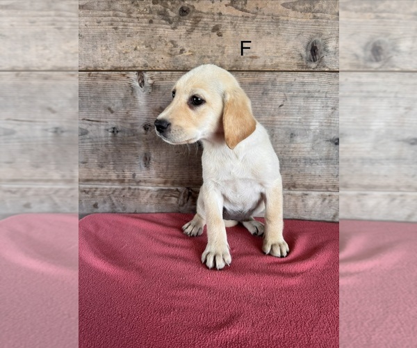 Medium Photo #4 Labrador Retriever Puppy For Sale in VERMONTVILLE, MI, USA