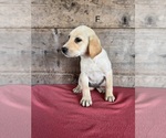 Small #3 Labrador Retriever