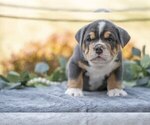Small Photo #9 Beabull Puppy For Sale in MILLERSBURG, OH, USA