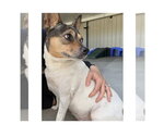 Small #2 Jack Russell Terrier Mix