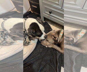 Bunny - Adopt Me! - Female American Staffordshire Terrier-Unknown Mix Dog for Adoption - Photo #35