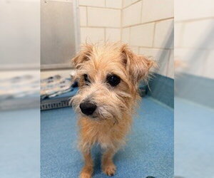 Mutt Dogs for adoption in Pearland, TX, USA