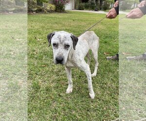 Pointer-Unknown Mix Dogs for adoption in Slidell, LA, USA