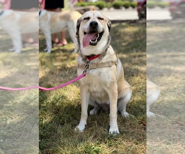 Medium Photo #8 Mutt Puppy For Sale in Chester, NJ, USA