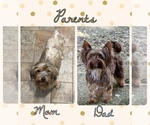 Small Photo #1 Yorkshire Terrier Puppy For Sale in NACOGDOCHES, TX, USA