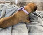 Small Photo #149 Belgian Malinois Puppy For Sale in REESEVILLE, WI, USA