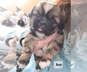 Shih Tzu Puppy for Sale in BEREA, Kentucky USA