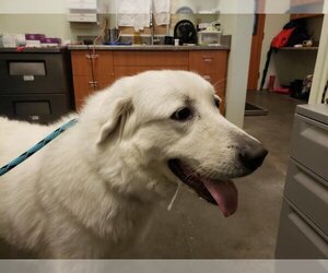 Great Pyrenees-Unknown Mix Dogs for adoption in Santa Cruz, CA, USA