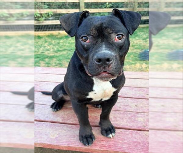 Medium Photo #1 Boxer-Unknown Mix Puppy For Sale in Derwood, MD, USA