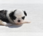 Small #1 Shih Tzu