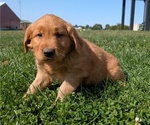 Small #2 Golden Retriever