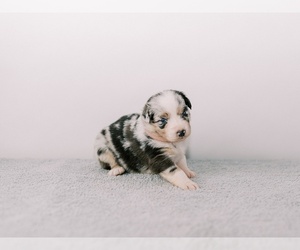 Australian Shepherd Puppy for sale in LA RUE, OH, USA