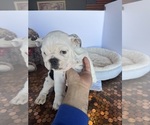 Small #32 Bulldog