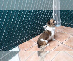 Pomeranian-Unknown Mix Dogs for adoption in Downey, CA, USA