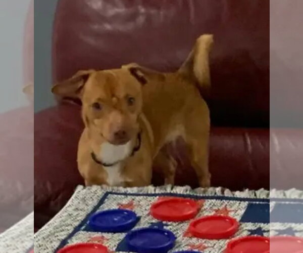 Medium Photo #6 Chihuahua Puppy For Sale in Westminster, MD, USA