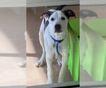 Small #1 American Pit Bull Terrier Mix