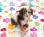 Small #3 Cockapoo (Toy)-Poodle (Toy) Mix