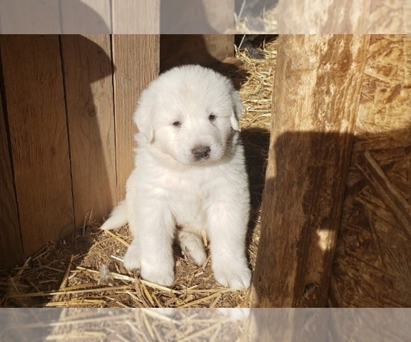 Medium Photo #29 Great Pyrenees Puppy For Sale in SHELBYVILLE, TN, USA
