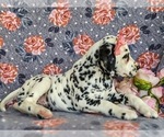 Small Photo #6 Dalmatian Puppy For Sale in QUARRYVILLE, PA, USA