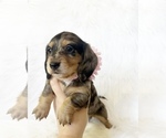 Small #1 Dachshund