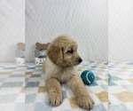 Small #1 Golden Retriever