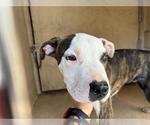 Small American Pit Bull Terrier Mix