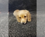 Small Photo #8 Dachshund Puppy For Sale in FAYETTEVILLE, TN, USA