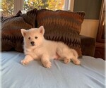 Puppy 4 Pomsky