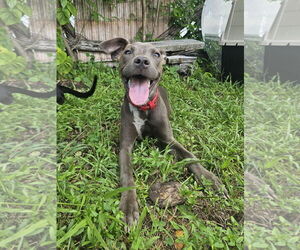 Labrador Retriever-Unknown Mix Dogs for adoption in Miami, FL, USA