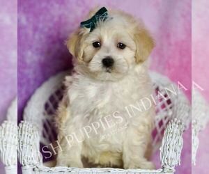 Medium Maltipoo (Toy)