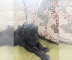 Golden Mountain Doodle Puppy for sale in CORBIN, KY, USA