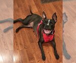 Small American Pit Bull Terrier Mix