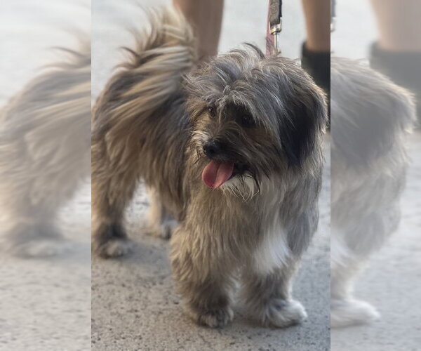 Medium Photo #3 Havashu Puppy For Sale in Dana Point, CA, USA