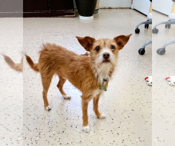 Medium Photo #2 Mutt Puppy For Sale in York, SC, USA