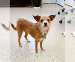 Small #1 Mutt
