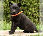 Small #2 Belgian Malinois