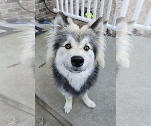 Pomsky Dogs for adoption in Rustburg, VA, USA