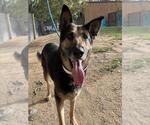 Small German Shepherd Dog