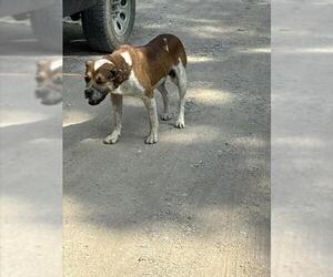Mutt Dogs for adoption in Tulsa, OK, USA