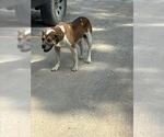 Small Mutt