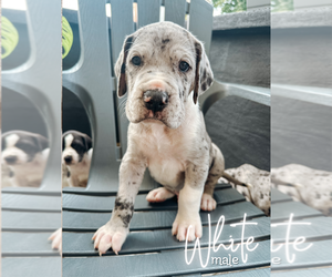 Great Dane Puppy for Sale in ERIE, Pennsylvania USA
