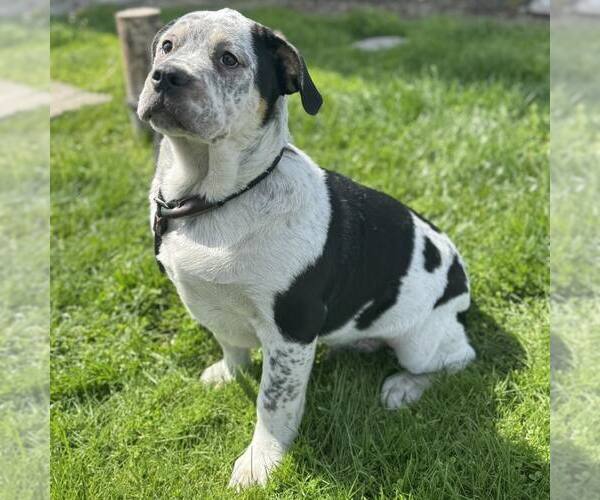 Medium Photo #2 Bulldog-Unknown Mix Puppy For Sale in Modesto, CA, USA